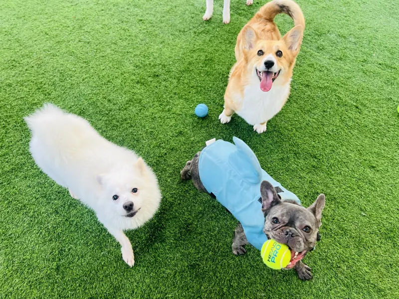 Dogs playing with balls on the grass
